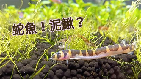 蛇魚好養嗎|養魚心得 蛇魚